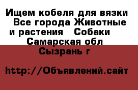 Ищем кобеля для вязки - Все города Животные и растения » Собаки   . Самарская обл.,Сызрань г.